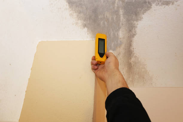 Best Air Quality Testing for Mold Spores  in Wadsworth, IL